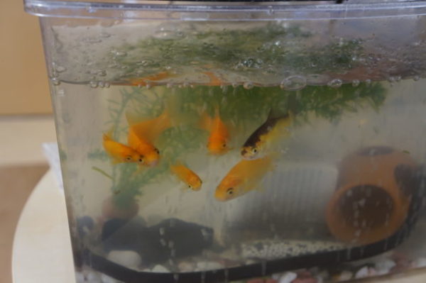 DSC01631 600x399 - いきものと暮らす。