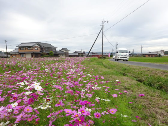 DSC08318 - 伊賀CHデイ　コスモス見物ツアー