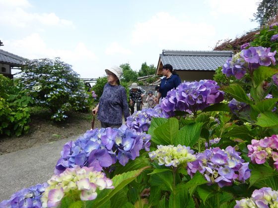 DSC06152 - 伊賀CHデイ　あじさい見物　②