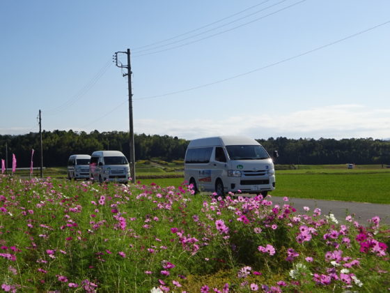 DSC08274 - 伊賀CHデイ　コスモス見物ツアー