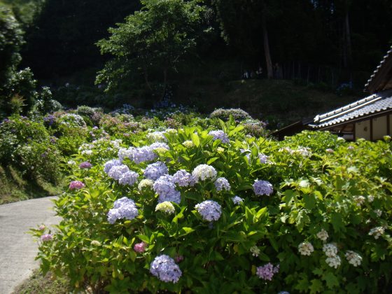 紫陽花を見にお出かけをしてきました。 IMGP0012 - 紫陽花を見にお出かけをしてきました。