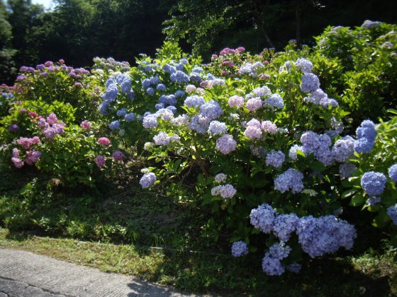 紫陽花を見にお出かけをしてきました。 IMGP0014 - 紫陽花を見にお出かけをしてきました。