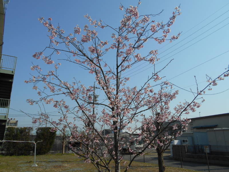 DSCN0412 800x600 - 🌸春の気配🌸