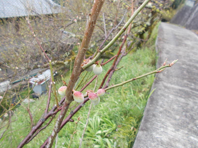 DSCN0204 800x600 - 日記リレー初投稿です。