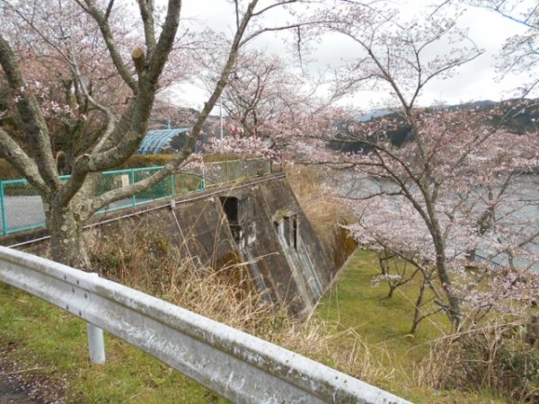 DSCN0862 600x450 - 桜お花見🌸