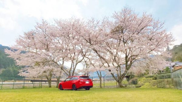 sakura 1 600x338 - 初花凛々