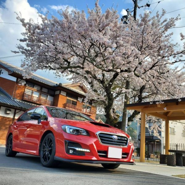 sakura 2 600x600 - 初花凛々