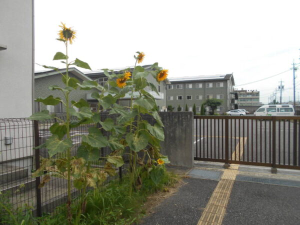 夏の足音🌻 DSCN0545 600x450 - 夏の足音🌻