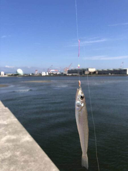 獲ったど〜🐟 87838A75 F579 4186 90BD FA4D9E703337 450x600 - 獲ったど〜🐟
