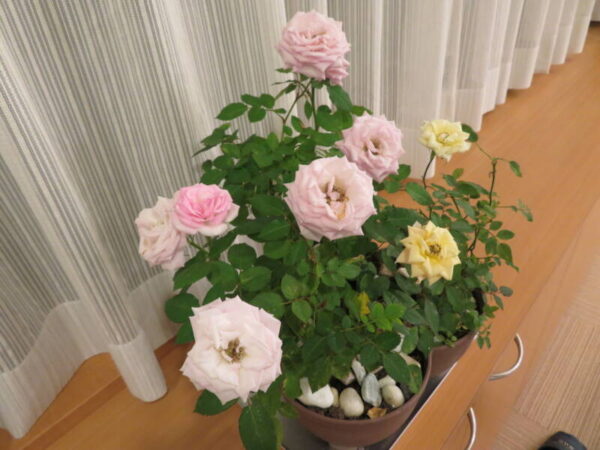 一年越しの🌹 046 1 600x450 - 一年越しの🌹