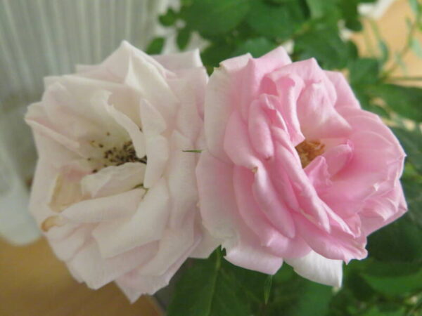 一年越しの🌹 048 1 600x450 - 一年越しの🌹