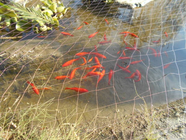 🐟大きくなりました!!🐟 DSCN0628 1 600x450 - 🐟大きくなりました!!🐟