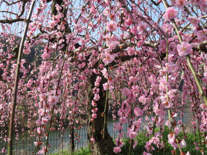 IMG 8167 800x600 - 外出レク【月ヶ瀬へ梅見③】