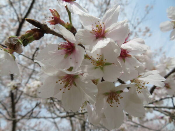 019 600x450 - 🌸お花見①🌸