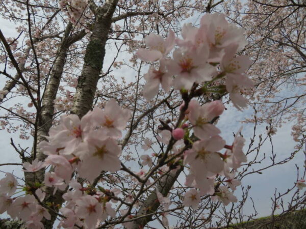 022 600x450 - 🌸お花見①🌸