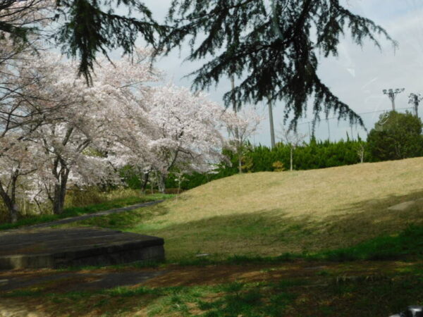 DSCN0532 600x450 - 桜を見にお出かけしました。