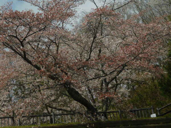 DSCN0557 600x450 - 桜を見にお出かけしました。