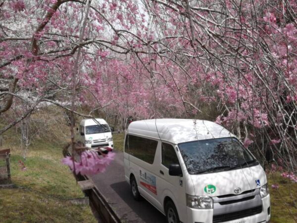 IMG 20210330 103631 600x450 - 🌸お花見①🌸
