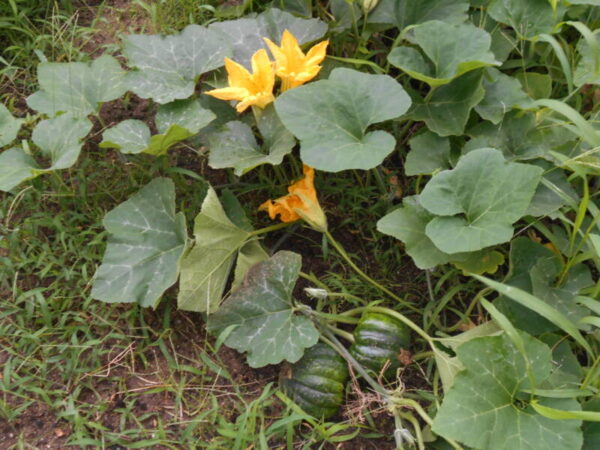 DSCN0201 600x450 - 南瓜の花と茄子の花も咲いてます