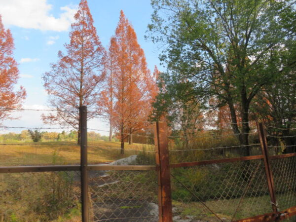 IMG 0883 600x450 - 紅葉狩り🍁