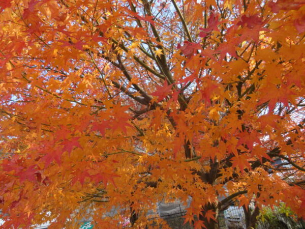 IMG 0888 600x450 - 紅葉狩り🍁