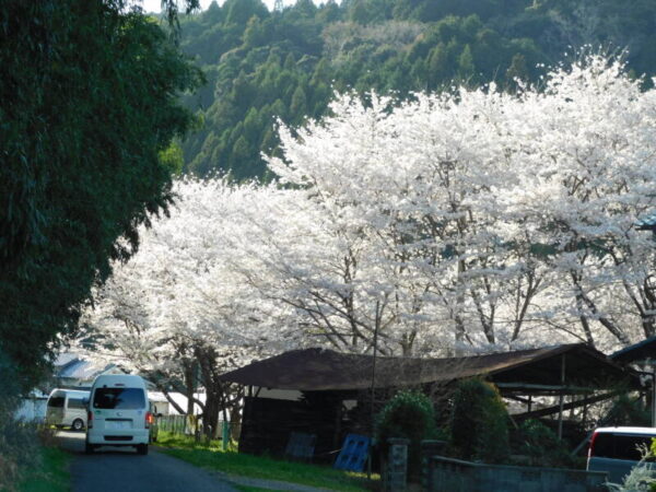 DSCN1935 1 600x450 - 満開の桜🌸と満面の笑み