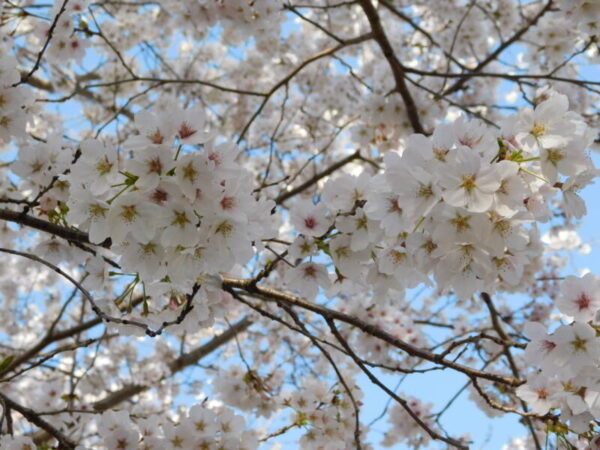 DSCN1939 600x450 - 満開の桜🌸と満面の笑み