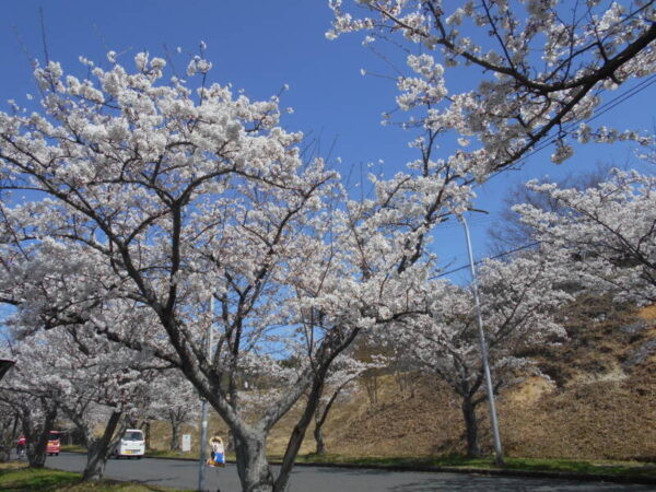 桜日和 DSCN2955 600x450 - 桜日和