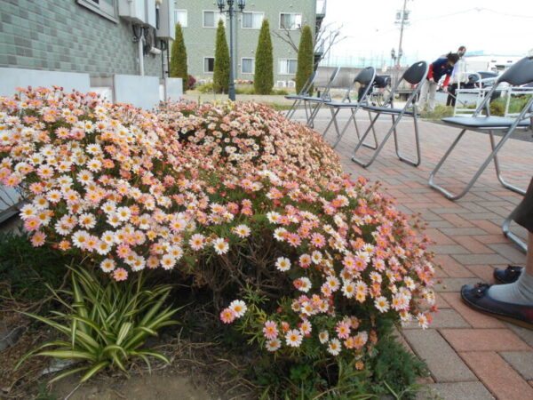 DSCN8541 600x450 - お花綺麗でしょう♪♪