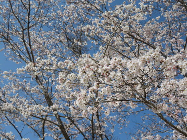 IMG 1317 600x450 - お花見🌸