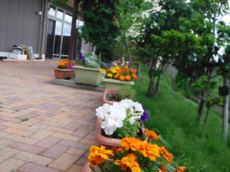 DSCF9262 800x600 - すくすくと(^^)v