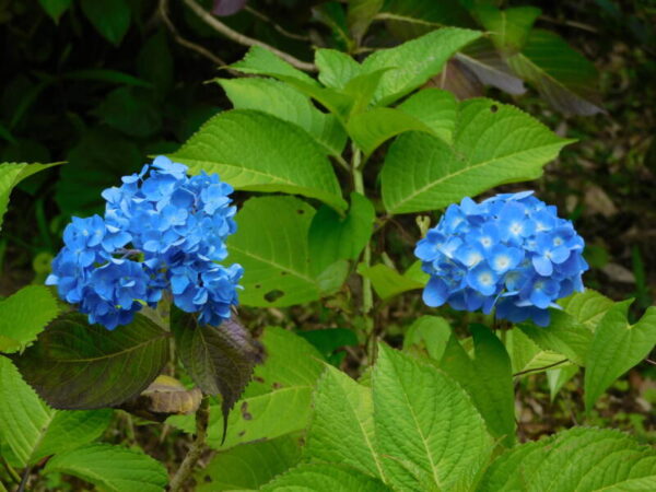 DSCN2160 600x450 - 紫陽花を見に行ってきました