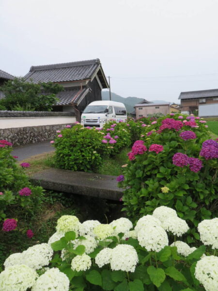 IMG 1582 450x600 - あじさいドライブ🚙