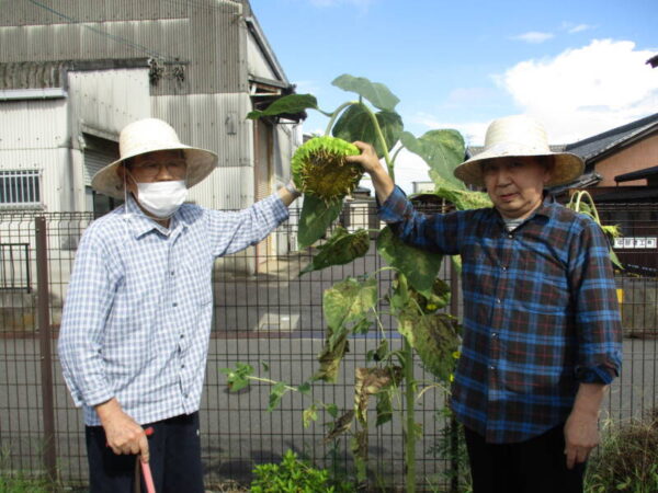 IMG 0731 600x450 - 向日葵の種子収穫♪♪