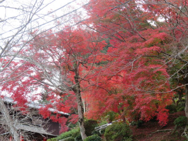 IMG 6827 600x450 - 紅葉ドライブ🍁②