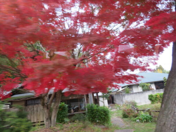 IMG 6846 600x450 - 紅葉ドライブ🍁②