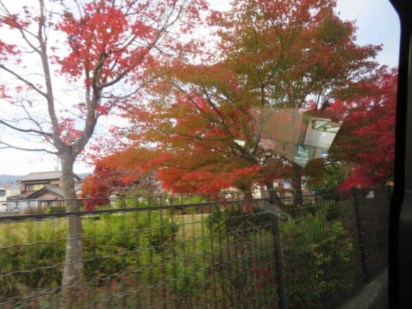 IMG 6847 600x450 - 紅葉ドライブ🍁②