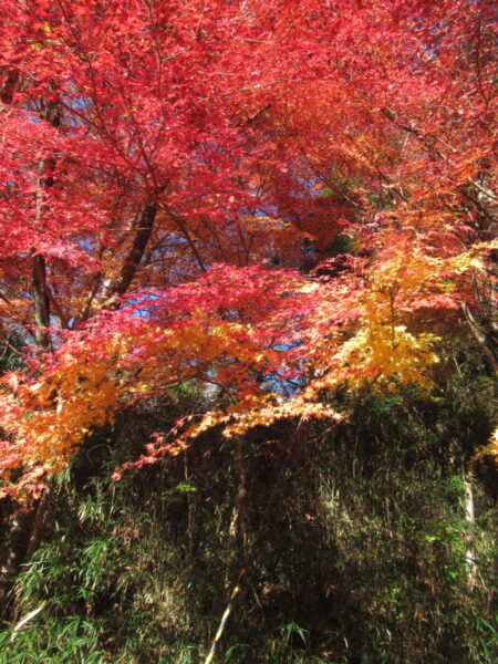 伊賀CHデイ☆紅葉狩り🍁 IMG 8333 450x600 - 伊賀CHデイ☆紅葉狩り🍁
