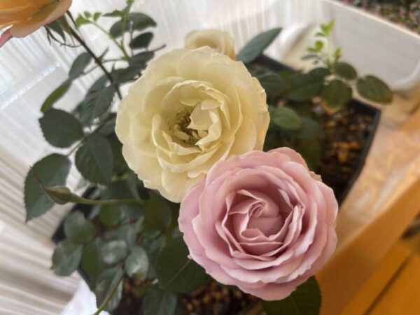 IMG 0169 600x450 - 薔薇2022年