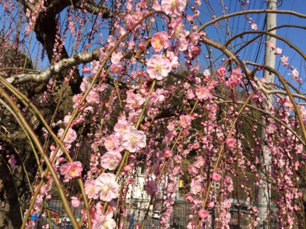 IMG 0127 600x449 - 伊賀CHデイ☆月ヶ瀬観梅ツアー♪