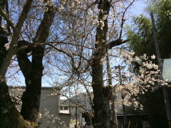 IMG 0222 600x449 - 🌸お花見🌸