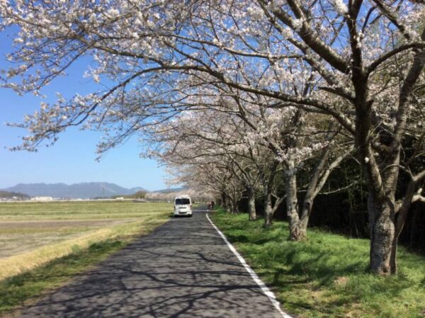 IMG 0223 600x449 - 🌸お花見🌸