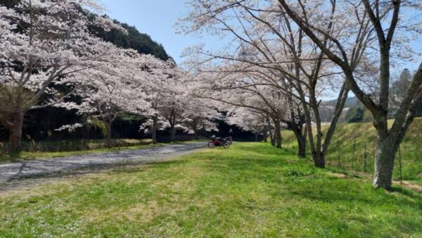 IMG 2192 600x338 - 🌸お花見🌸