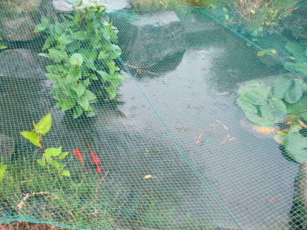 梅雨入り☔憩いの里 IMG 2098 600x450 - 梅雨入り☔憩いの里