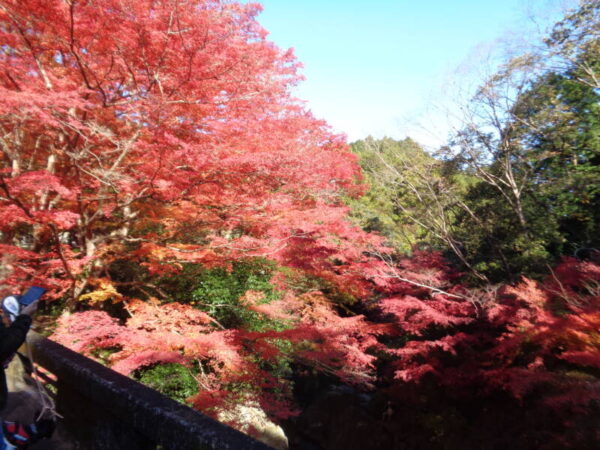 50ac4f7d9493a662b69e4364812800f9 600x450 - 紅葉狩りへ♪