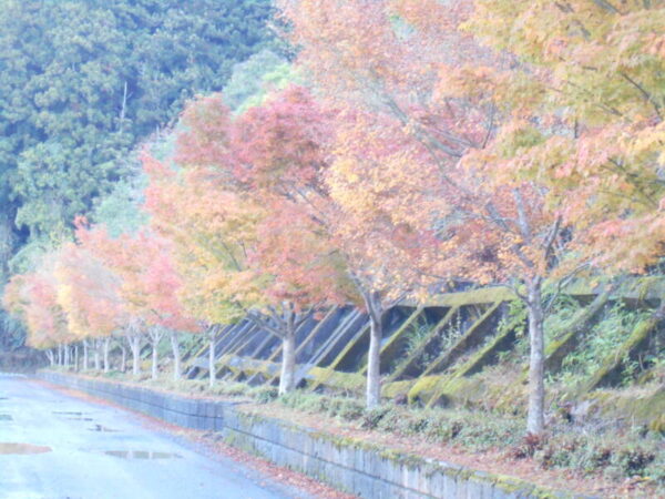 🍁紅葉🍁見学ドライブ🚙 DSCN8808 600x450 - 🍁紅葉🍁見学ドライブ🚙