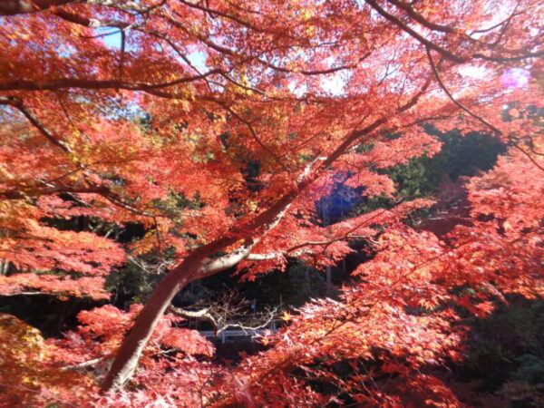 ab73cad82d228fd2fca5de1029528d8f 600x450 - 紅葉狩りへ♪