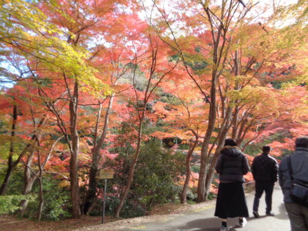 c0023bd9966e206e71e8264cc35de641 600x450 - 紅葉狩りへ♪