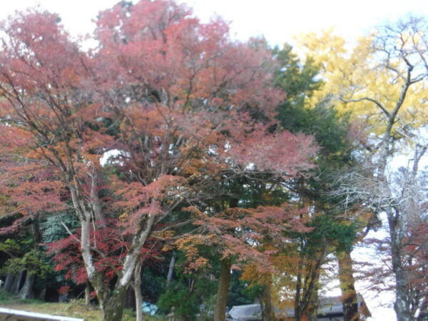 DSCF3341 600x450 - 秋が深まり