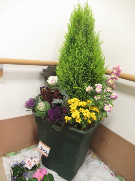 伊賀CHデイ☆寄せ植え体験 IMG 4949 450x600 - 伊賀CHデイ☆寄せ植え体験